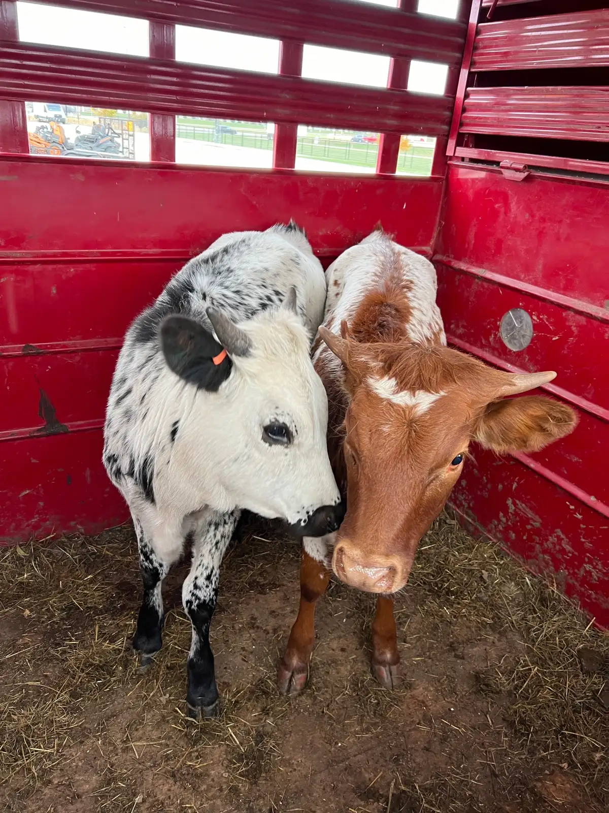 Life on the Farm at Fun-EE Farm Longhorns