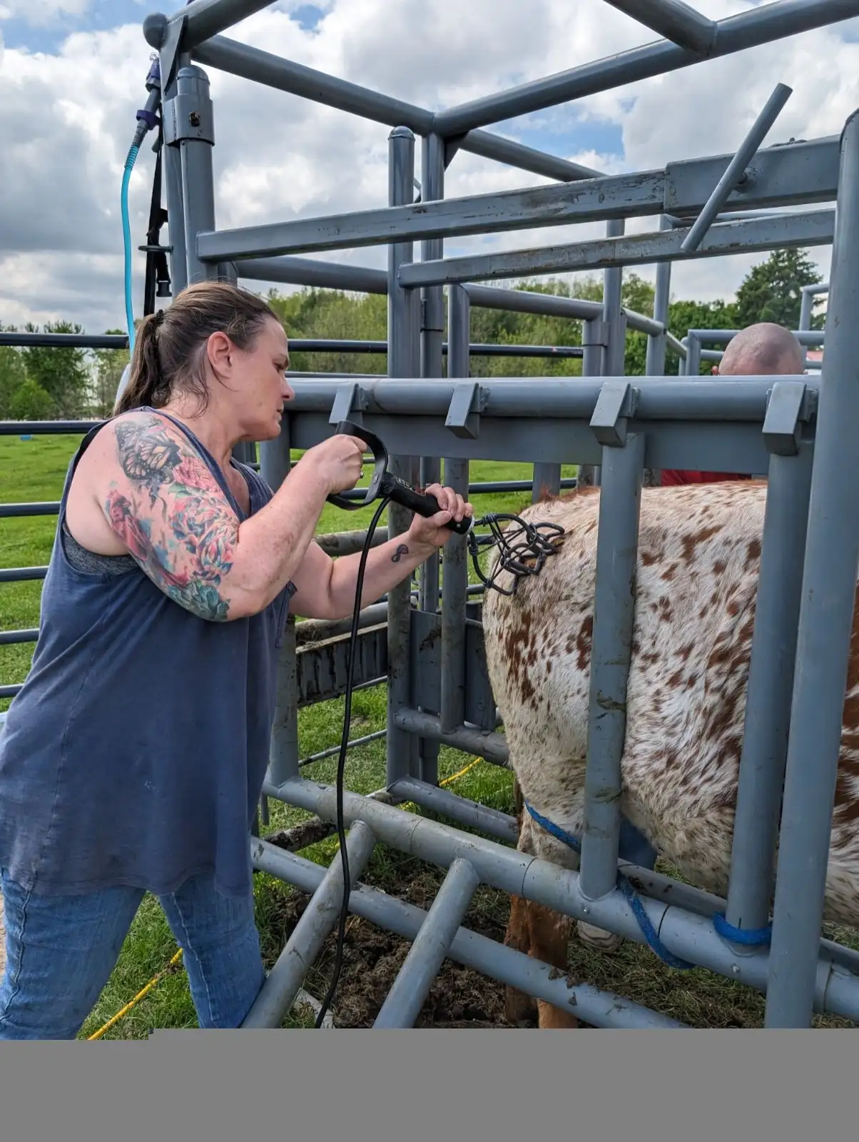 Life on the Farm at Fun-EE Farm Longhorns