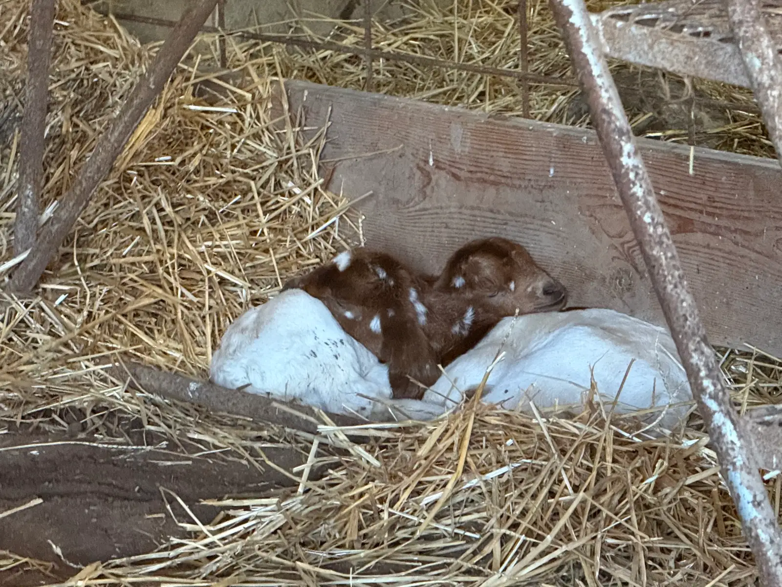The Goats at Fun-EE Farm Longhorns
