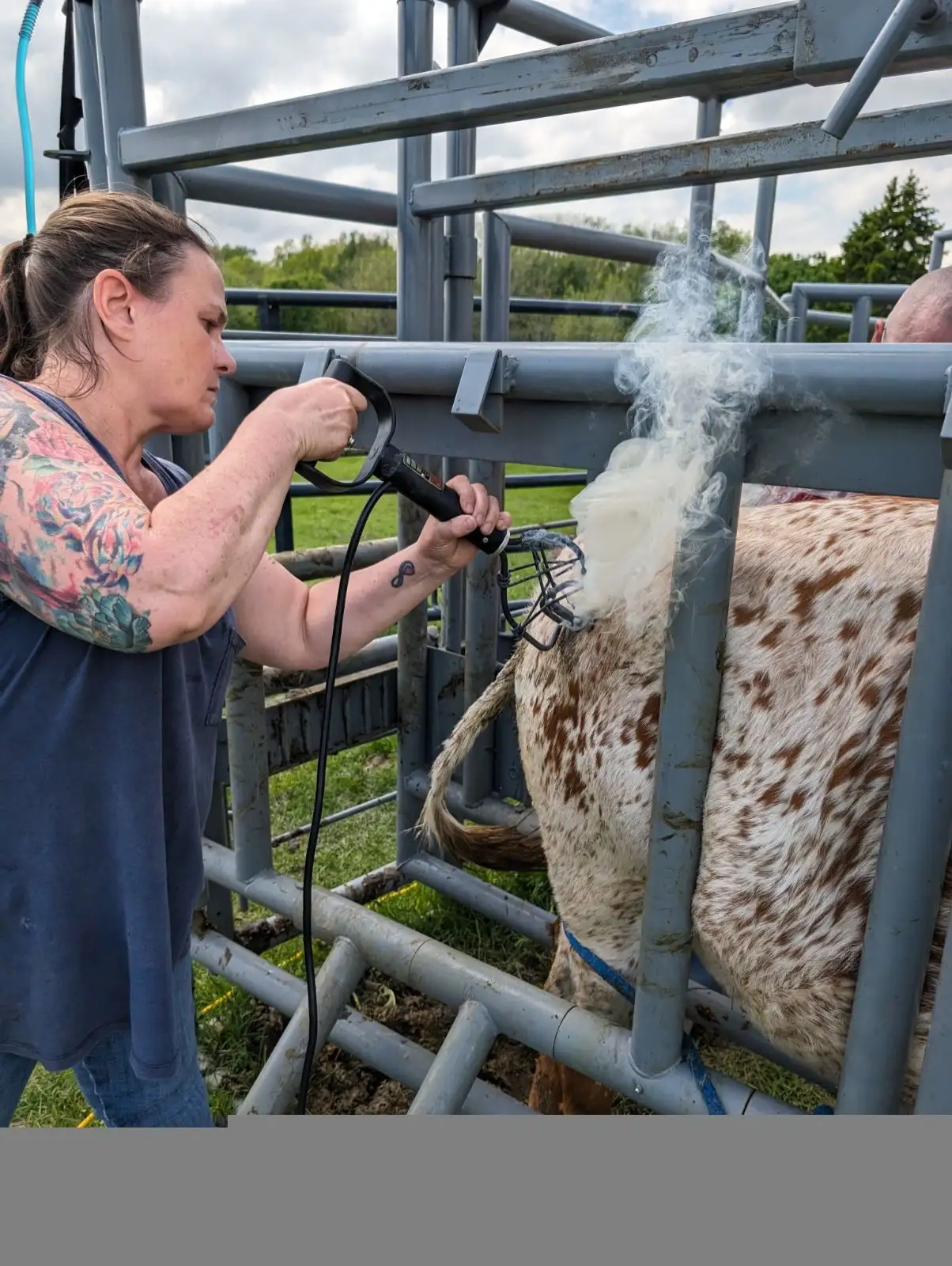 Life on the Farm at Fun-EE Farm Longhorns