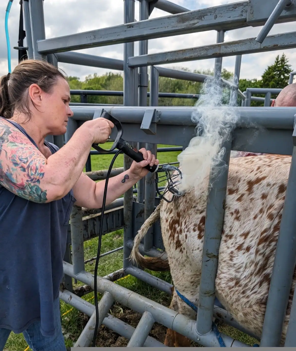 Life on the Farm at Fun-EE Farm Longhorns