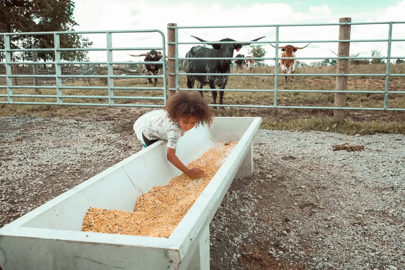 The Family at Fun-EE Farm Longhorns