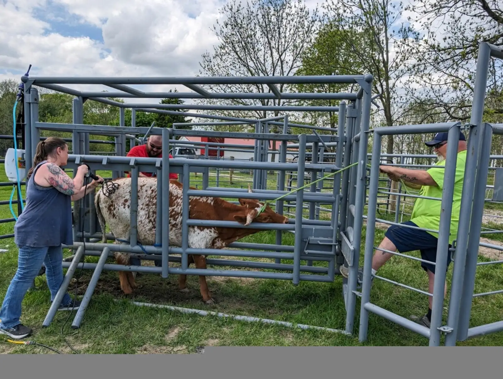 Life on the Farm at Fun-EE Farm Longhorns
