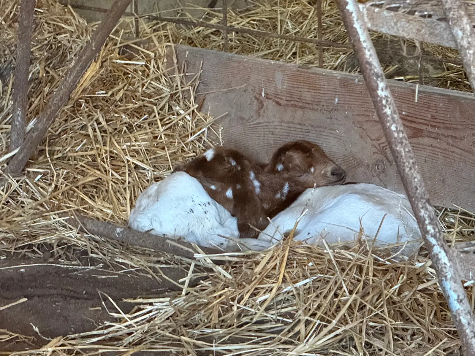 The Goats at Fun-EE Farm Longhorns