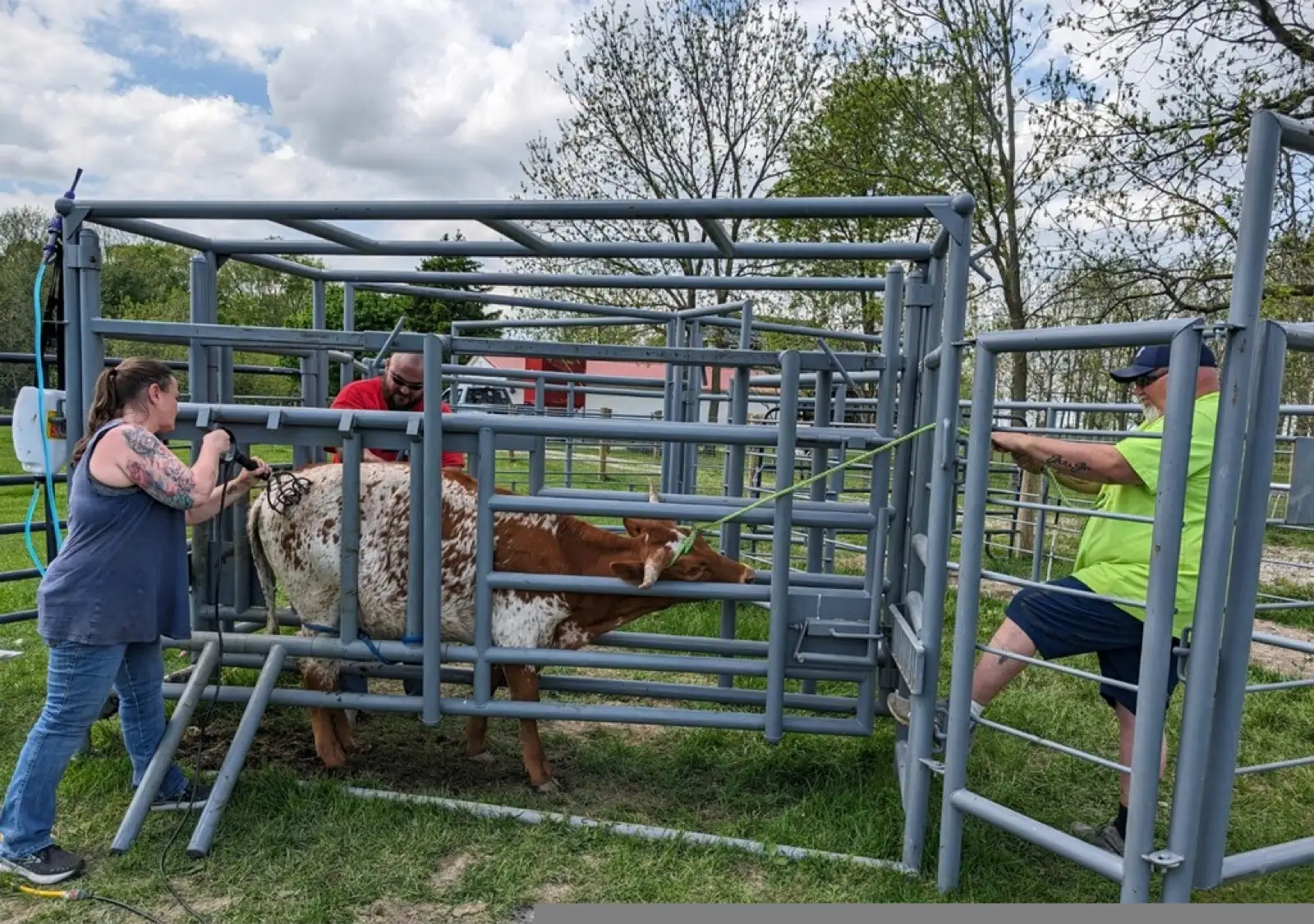 Life on the Farm at Fun-EE Farm Longhorns