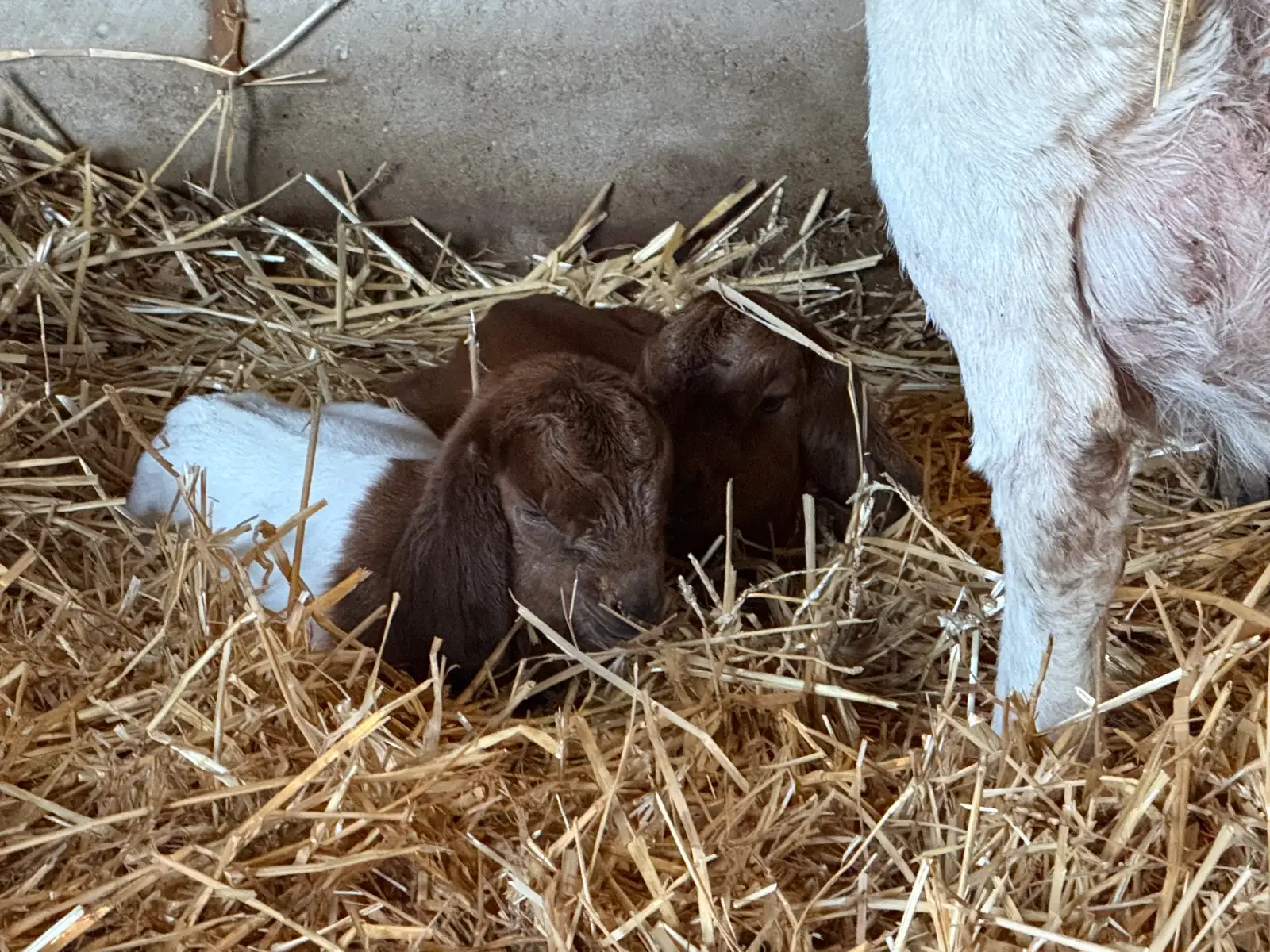 The Goats at Fun-EE Farm Longhorns