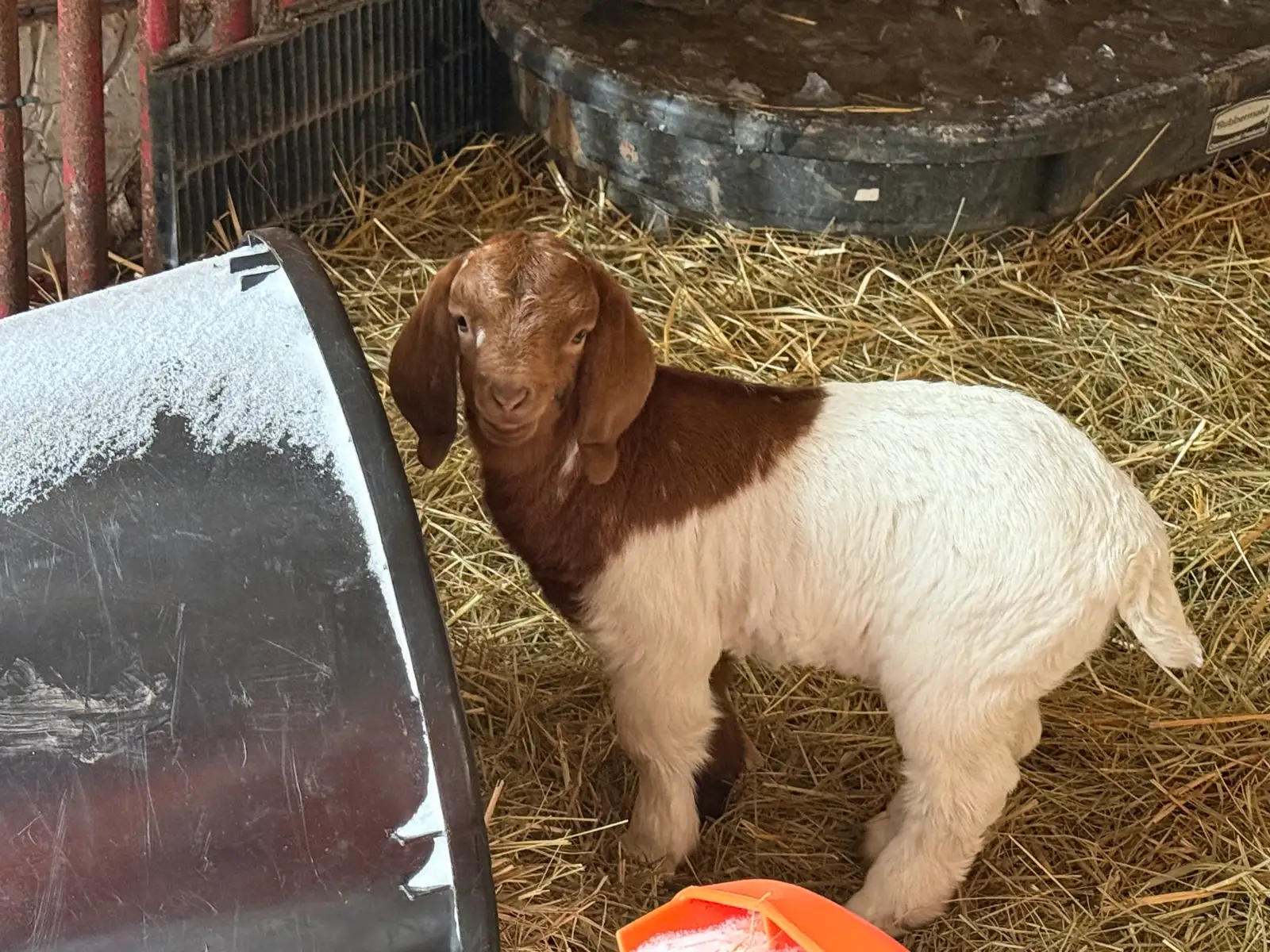 The Goats at Fun-EE Farm Longhorns