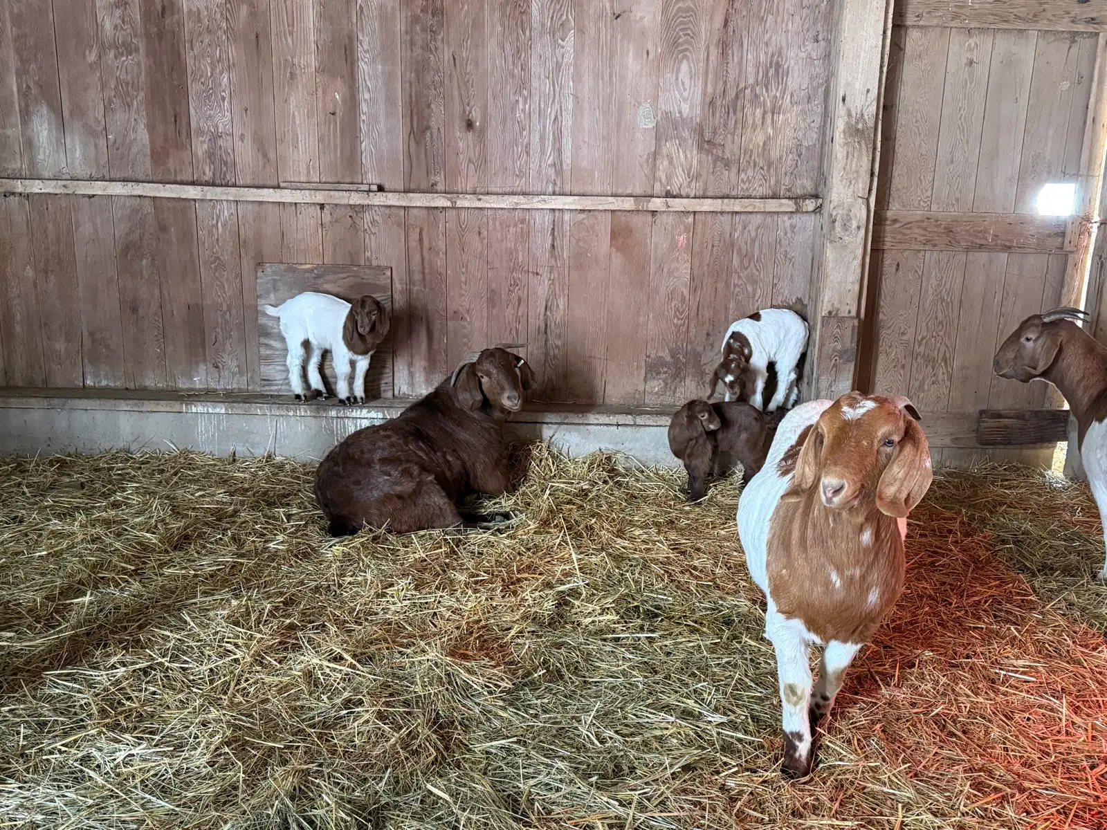 The Goats at Fun-EE Farm Longhorns