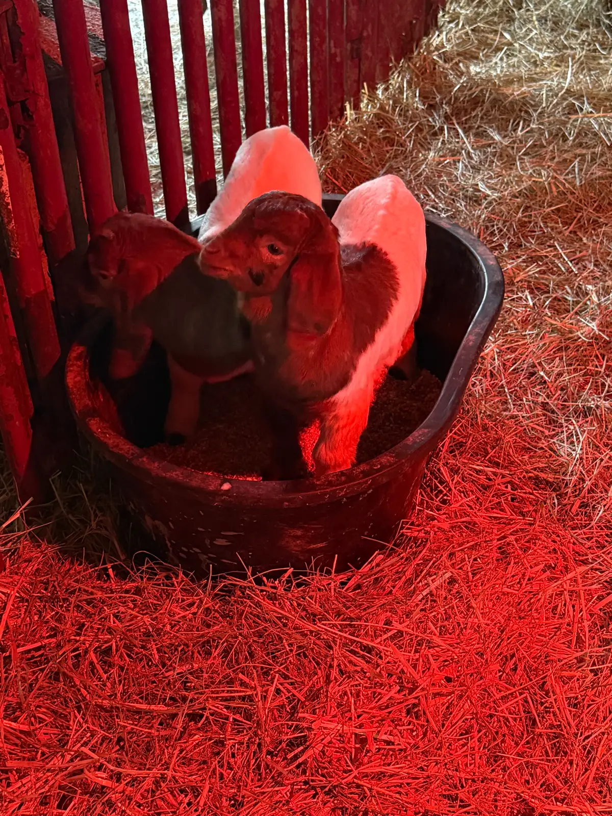 The Goats at Fun-EE Farm Longhorns