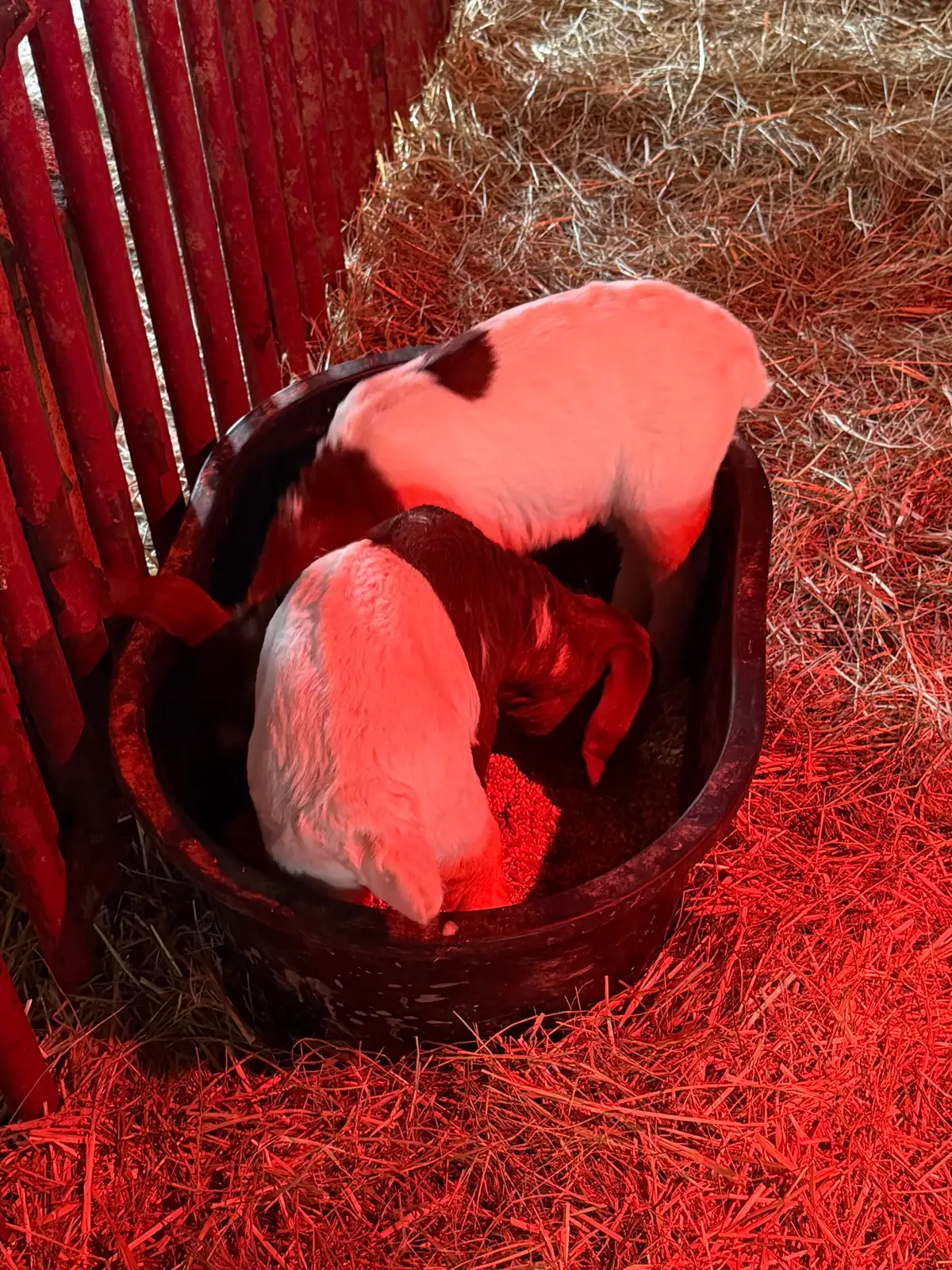 The Goats at Fun-EE Farm Longhorns
