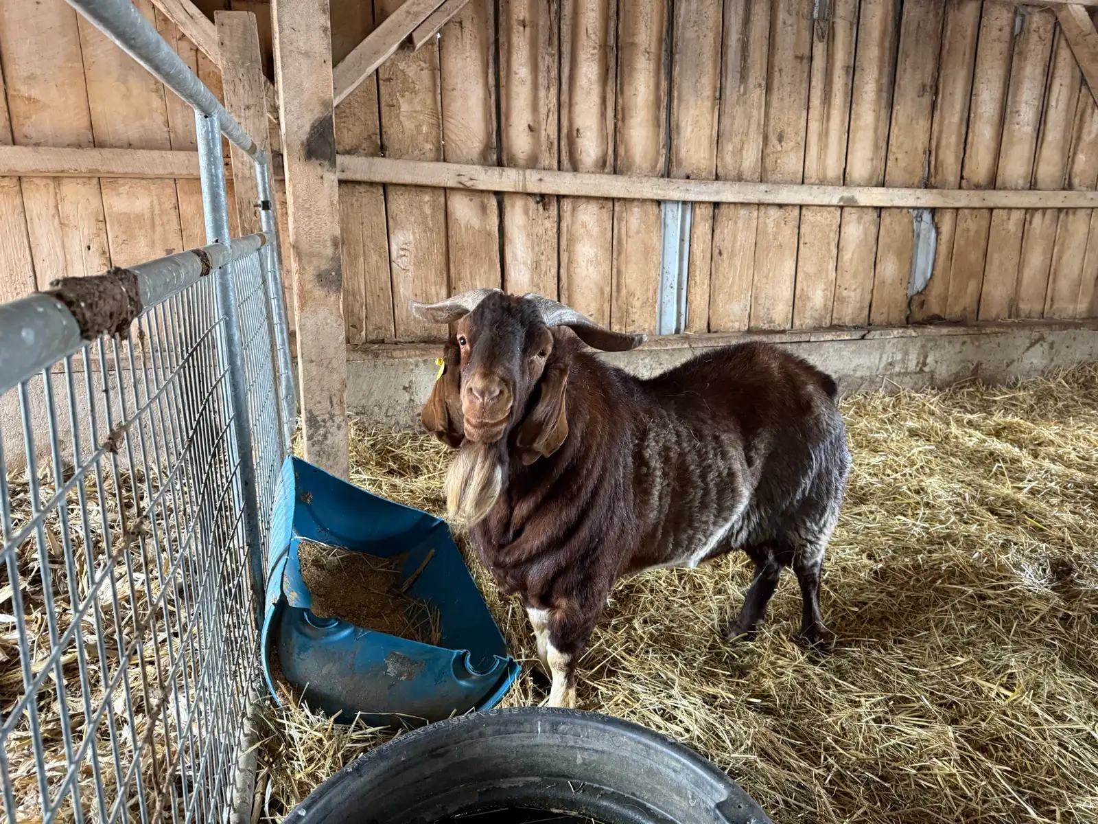 The Goats at Fun-EE Farm Longhorns