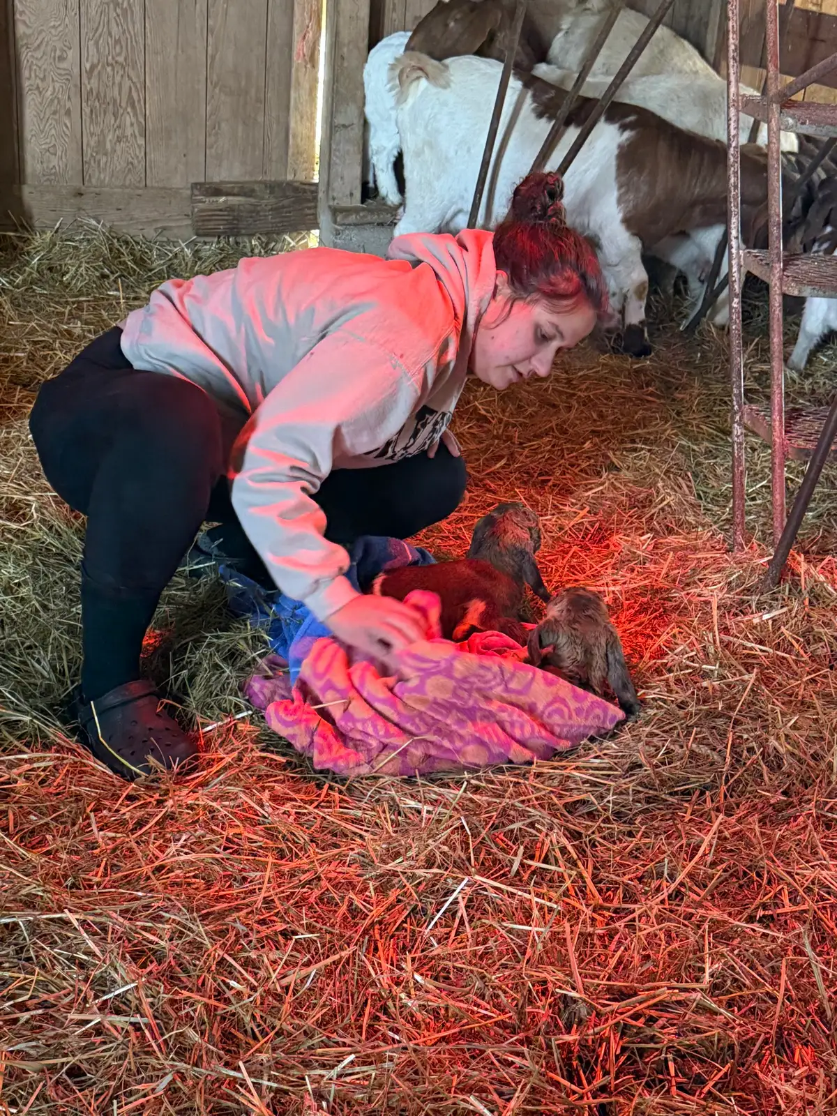 The Goats at Fun-EE Farm Longhorns