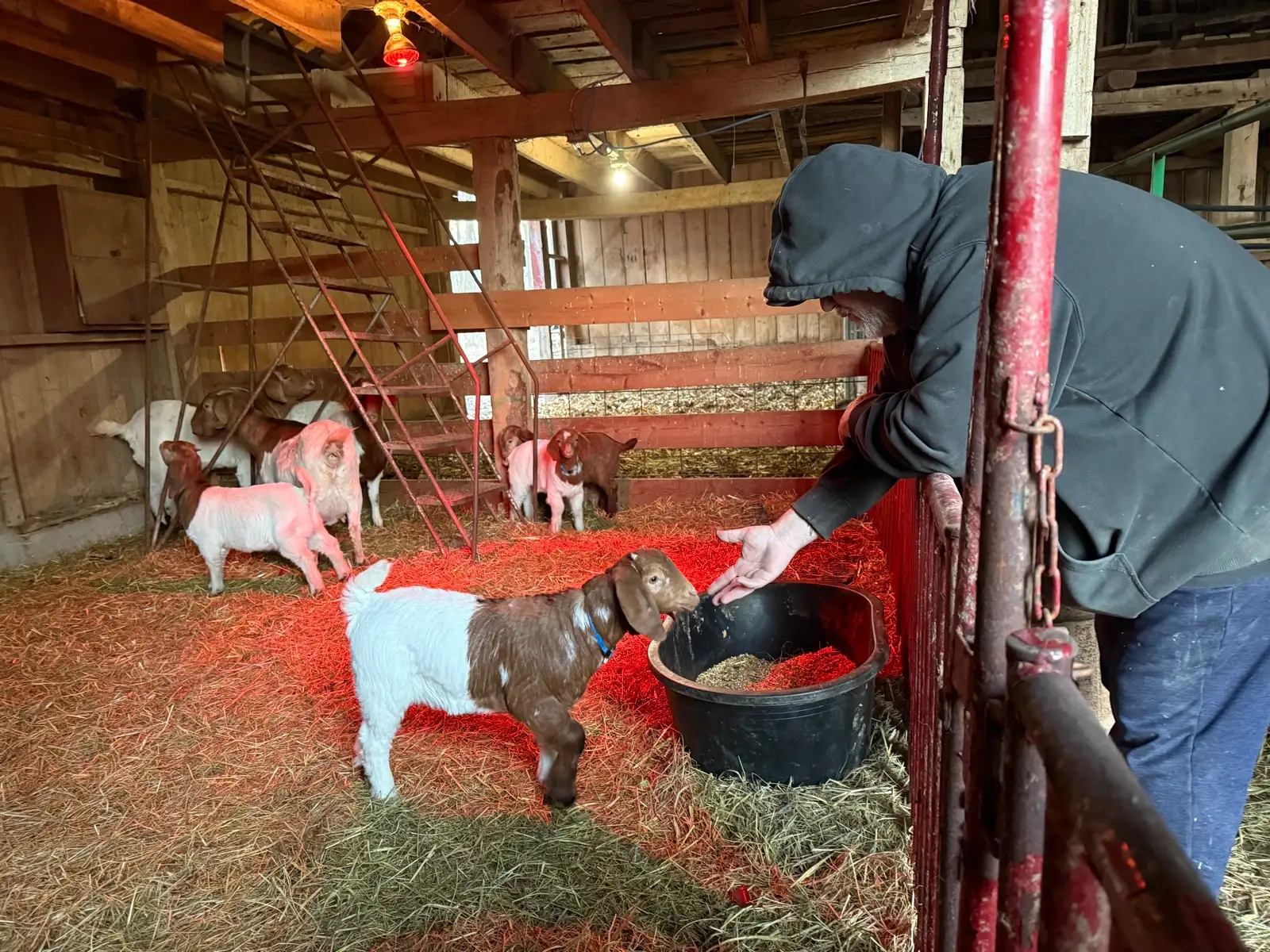 The Goats at Fun-EE Farm Longhorns