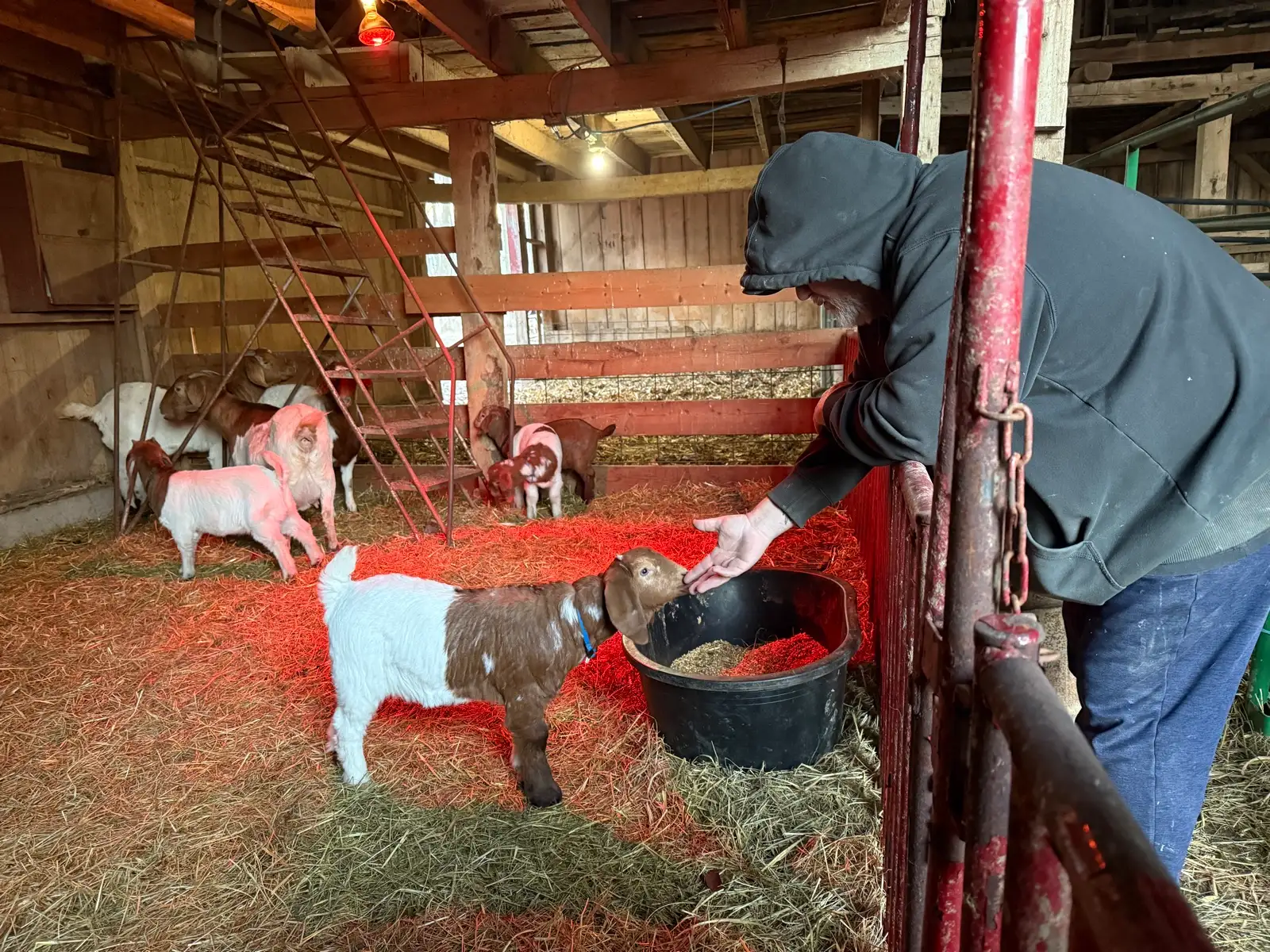The Goats at Fun-EE Farm Longhorns