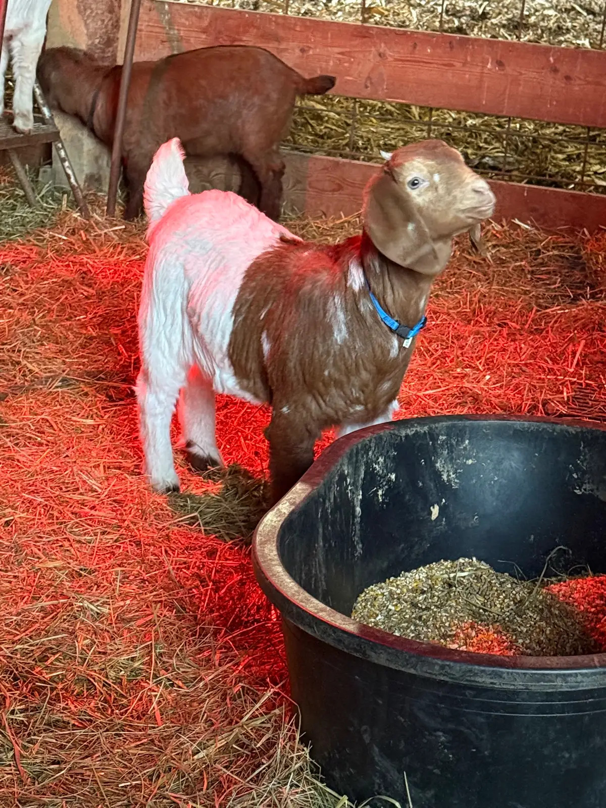 The Goats at Fun-EE Farm Longhorns
