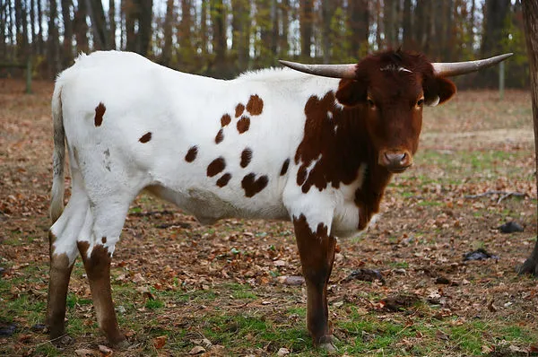 AA Wow's My Girl, a red-and-white Texas Longhorn cow at Fun-EE Farm